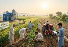 Resowing the Seeds of Food Security in Pakistan