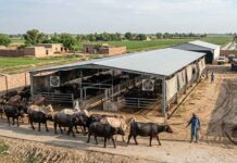 The long bet on milk placed by At-Tahur Ltd