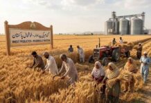 Looming Wheat Crisis Threatens Pakistan’s Long-Term Food Security