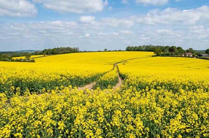 Canola_Oil