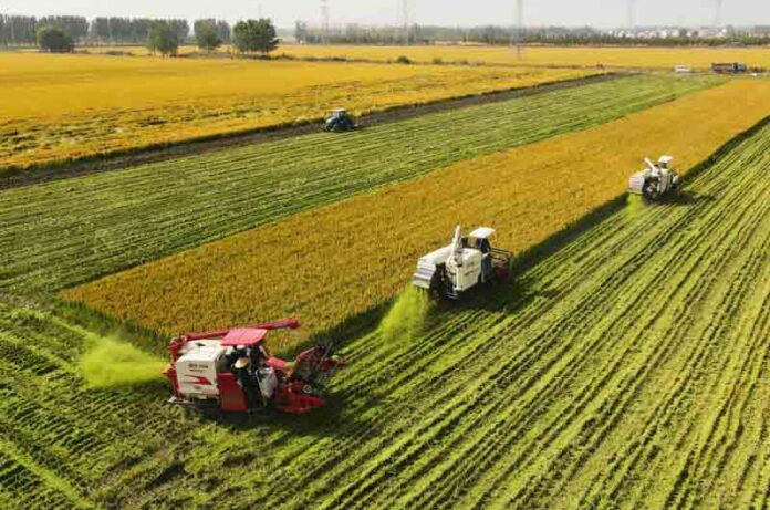 China_Farming