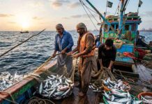 Pakistan Sets Up Panel to Design Incentives Following Record $568M Seafood Exports