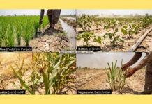 Pakistan Braces for Deepening Food Crisis as Weak Monsoon Threatens Kharif Harvest and Flour Prices Soar