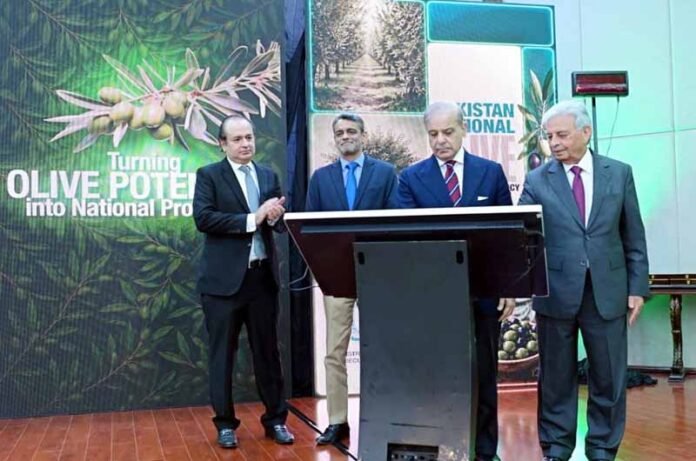 Olives_Shehbaz Sharif