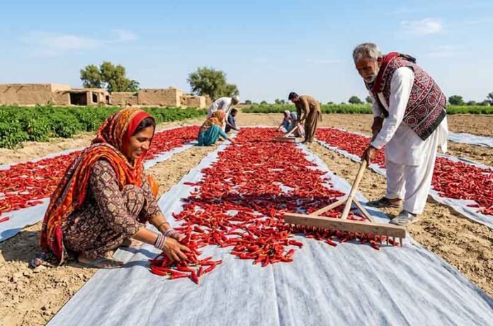 Chilliz_Sindh