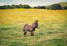 ECC Approves Export of Donkey Meat and Hides to China via Gwadar Free Zone