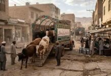 Quetta City Clean-Up: Government Approves Phased Relocation of Urban Dairy Farms