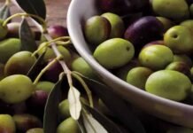 Green Gold Rush: Pakistan’s Massive Olive Drive Expands Across 60 Districts to Boost Economy and Sustainability