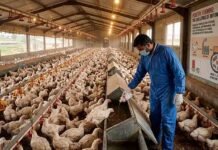 Breeding Superbugs: How Pakistan’s Poultry Farms Became Ground Zero for Antibiotic Resistance