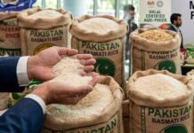 Pakistan and Malaysia Forge Strategic Accord to Boost Rice Trade and Halal Food Access
