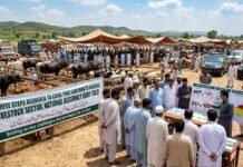 Steps Detailed to Shield Livestock Sector from Foot-and-Mouth Disease, NA Panel Informed