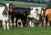 Greener Pastures: Aldi and ABP Launch ‘Grounded in Goodness’ Initiative to Boost Sustainable British Beef