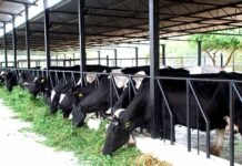 Untapped Goldmine: Unformalized Dairy Sector Could Inject Rs. 500 Billion into Pakistan’s Economy