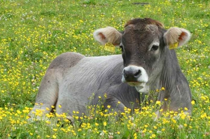 Livestock_News