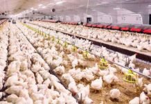 Unlocking Global Potential: Pakistan Aims to Surge in World Poultry Rankings, Says Finance Minister