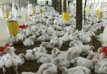 26th International Poultry Expo Set to Kick Off in Lahore on October 8