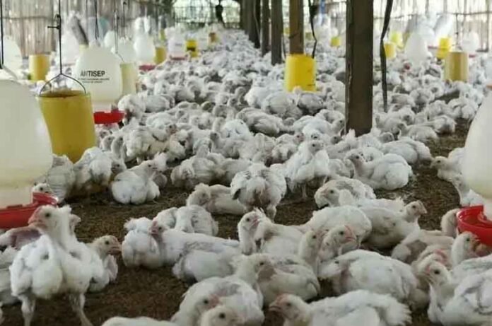 Poultry_News