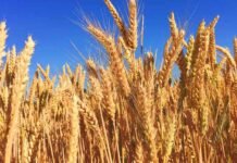 Food Year 2026–27: Federal Government Accelerates Wheat Imports to Secure Provincial Supplies
