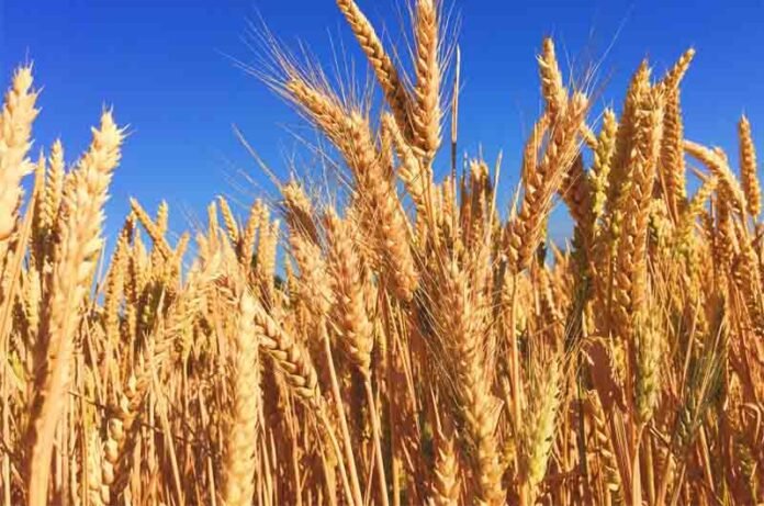 Wheat_Pic
