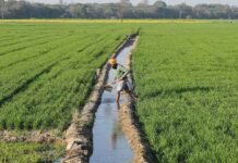India’s Massive 92.5 Million Tonne Grain Reserve Shields Domestic Market Against Escalating Global Food Risks